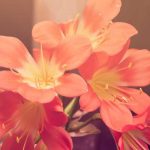 Discovering the Hidden Gems of Paris