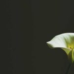 Experiencing Tokyo Like a Local